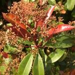 Photinia serratifolia Прочее