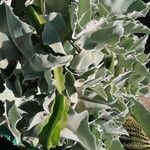 Kalanchoe beharensis Hoja