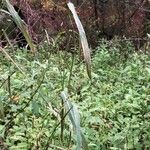 Echinochloa muricata Leaf