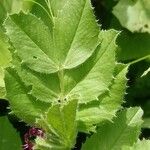 Vicia narbonensis Leaf