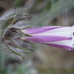 Convolvulus lanuginosus Floare
