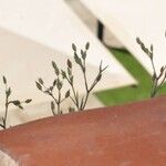 Sabulina tenuifolia Blodyn