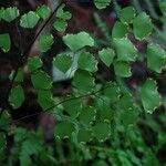 Adiantum poiretii 果實