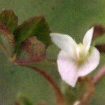 Trifolium ornithopodioides Flor