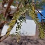 Prosopis juliflora Leaf