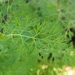 Nigella sativa Hoja