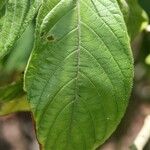 Aphelandra sinclairiana Leaf