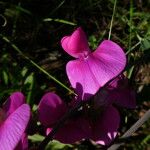Lathyrus latifolius 花