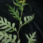 Senecio royleanus Hábitos