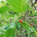 Cordia collococca Фрукт