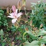 Tricyrtis hirta Flower