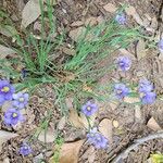 Sisyrinchium langloisii Flower