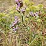 Limonium binervosumFlower