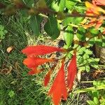 Crocosmia x crocosmiiflora