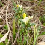 Polygaloides chamaebuxus Virág