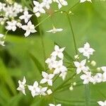 Galium aristatum Квітка