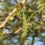 Senegalia senegal Плод