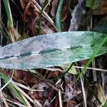 Eulophia maculata Leaf