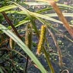 Carex pseudocyperus Fruit