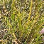 Calamagrostis canescens Folha