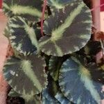 Begonia cleopatrae Leaf