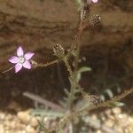 Gilia sinuata 整株植物