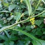 Senecio ovatus Blatt