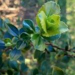 Escallonia rubra Blad