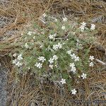 Leptosiphon floribundus Habit