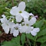 Cardamine heptaphyllaFlor