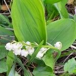 Convallaria majalis Blad