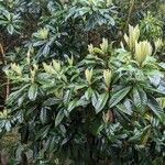 Eriobotrya japonica 葉