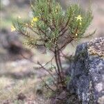 Hypericum lanceolatum Habit