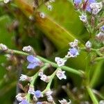 Limonium carolinianum 花