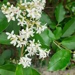 Ligustrum sinense Lehti