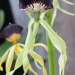 Prosthechea cochleata 花