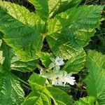 Rubus saxatilis Folha