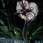 Tacca integrifolia Λουλούδι