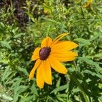 Rudbeckia fulgidaКвітка