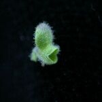 Scutellaria repens Hábito