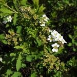 Spiraea hypericifolia Çiçek