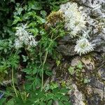 Thalictrum aquilegiifolium Flower