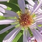 Symphyotrichum novi-belgii