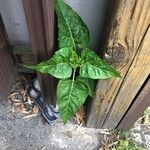 Mirabilis jalapa Ліст