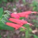 Salvia haenkeiFlor