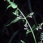 Scutellaria lateriflora Celota