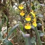 Oncidium altissimum Kvet