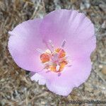 Calochortus palmeri Flor