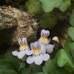 Cymbalaria muralis 花