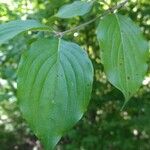 Cornus sanguineaBlatt